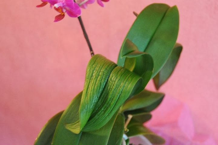 watering orchid indoors – how often should you water an orchid
