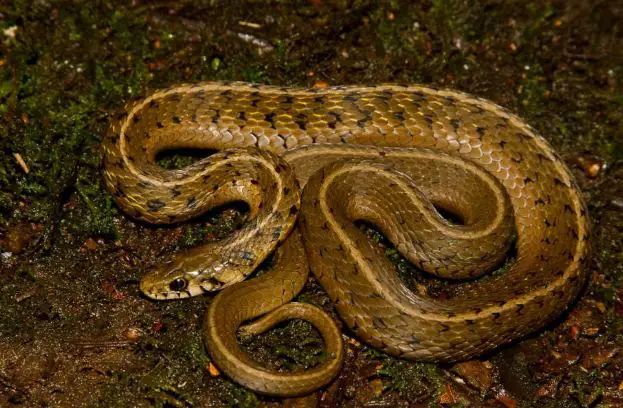 Liner’s garter snake