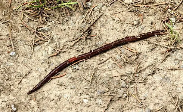 Lumbricus Rubilleaus