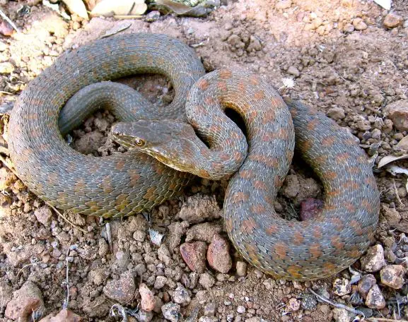 Madrean Narrow-headed Garter Snake