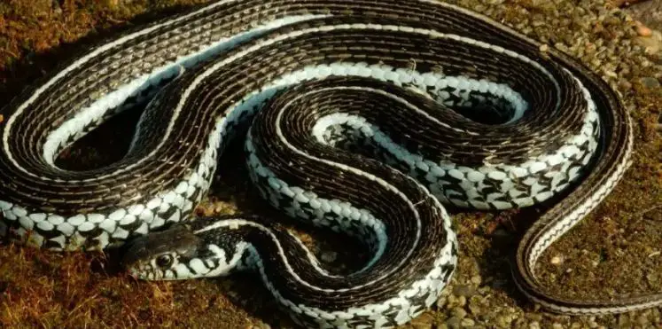 Meso American Highlands garter snake