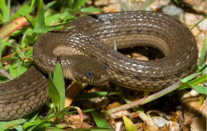 Mexican Pacific Lowlands Garter Snake