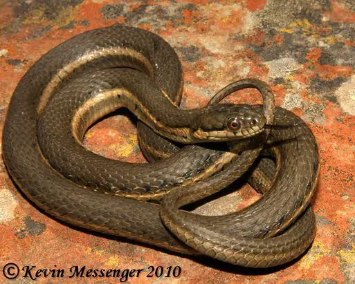 Mexican black-bellied garden snake