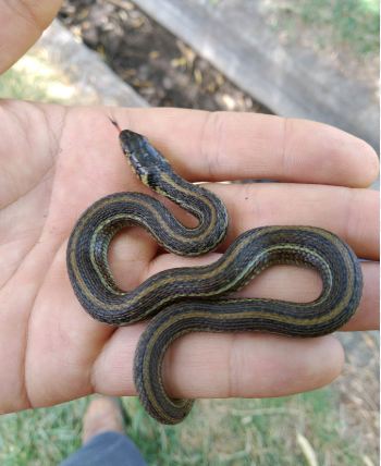 Mexican garter snake