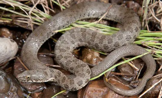 Narrow-headed Garter Snake