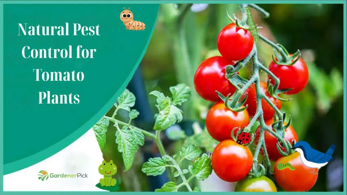 Natural Pest Control for Tomato Plants