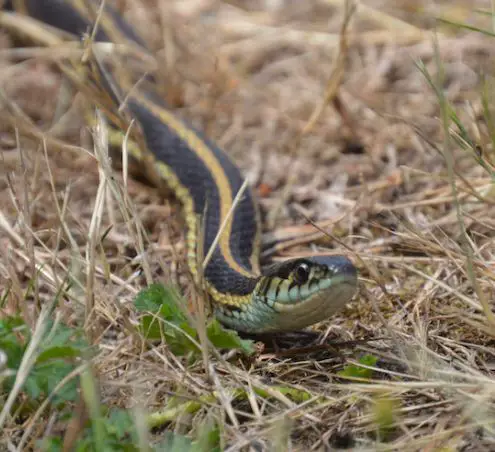 Northwestern Garter Snake