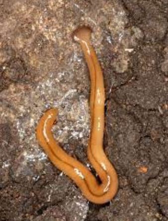 Orange Hammerhead Worm