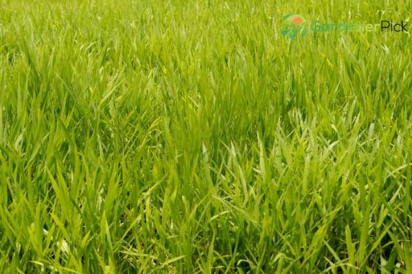 Shade Tolerant Grass
