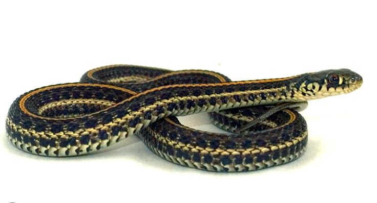 Plains Garter Snake