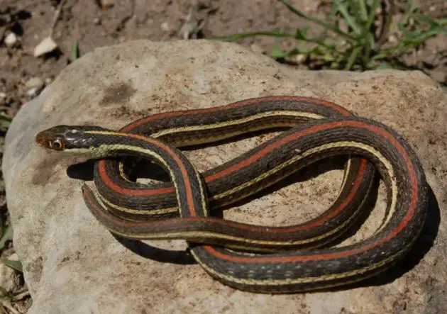 Red striped ribbon snake