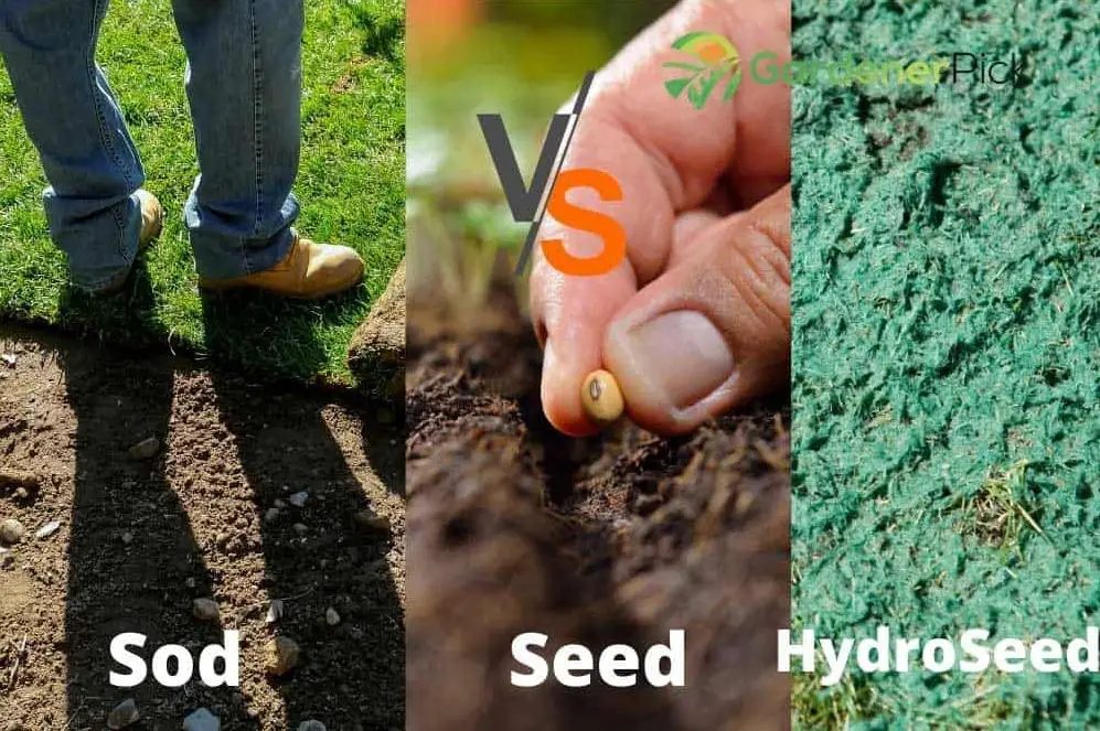 Sod Vs Seed Vs Hydroseed