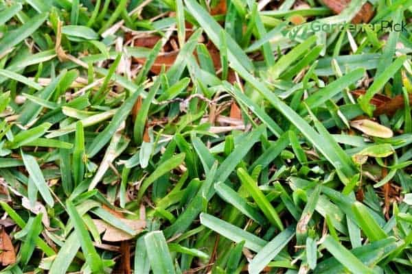 how to make st. augustine grass spread quickly