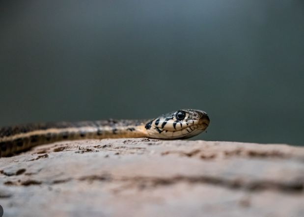 Tepalcatepec Valley Garter Snake