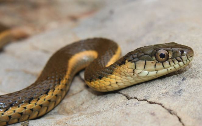 Two striped garter snake