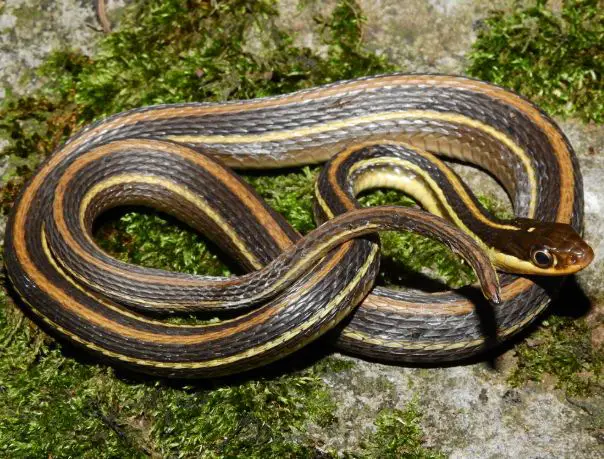 Western Ribbon Snake