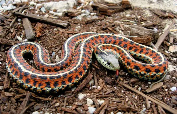 Western terrestrial garter snake