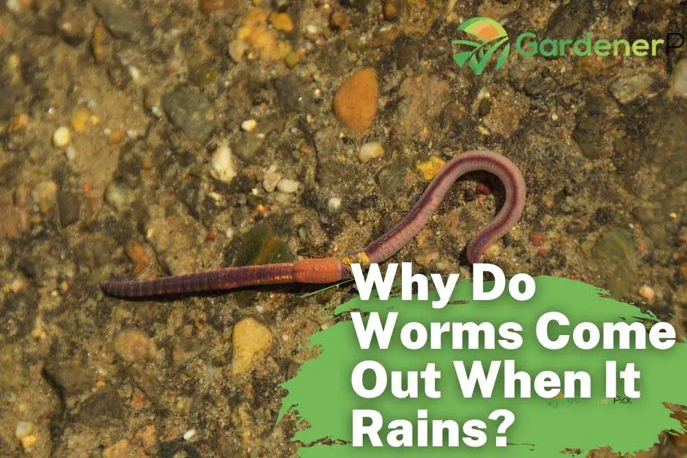 Why Do Worms Come Out When It Rains?