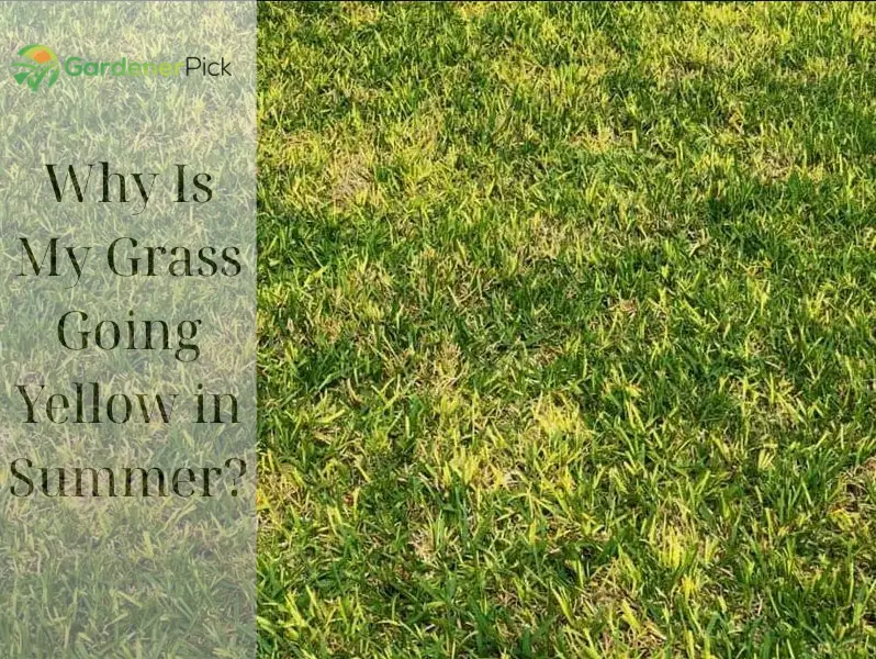Why Is My Grass Going Yellow