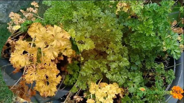 Why Is My Parsley Turning Yellow