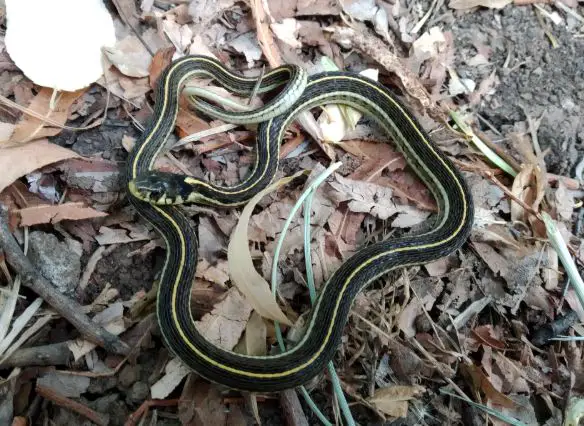 Yellow-throated Garter Snake