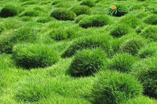 Shade Tolerant Grass