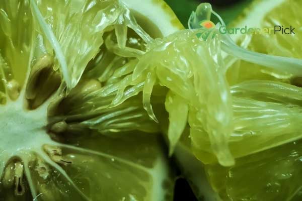Are Lemon Seeds Toxic?