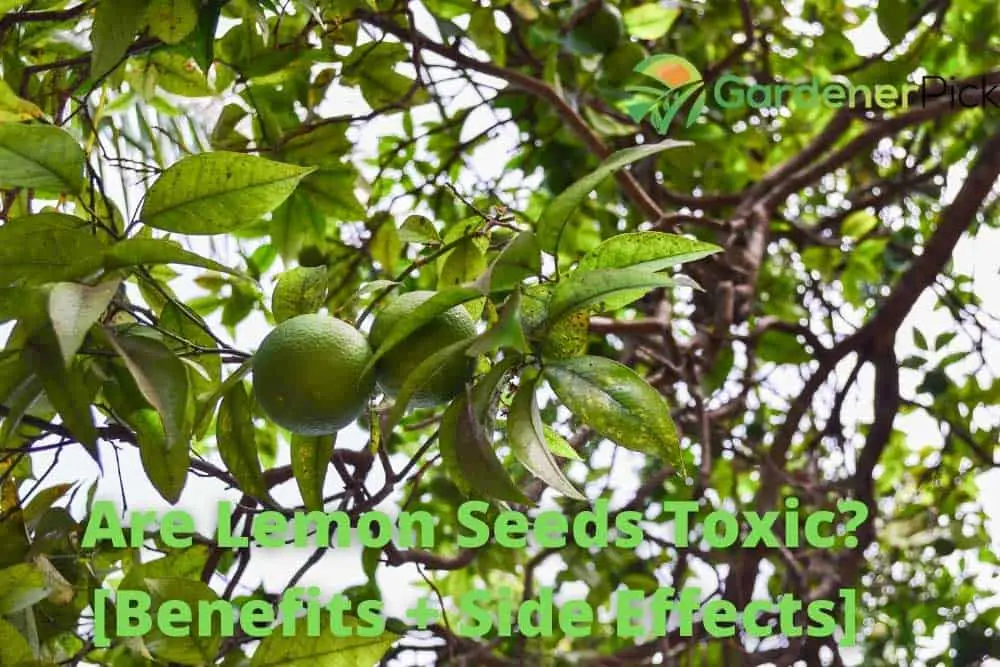 Are Lemon Seeds Toxic?