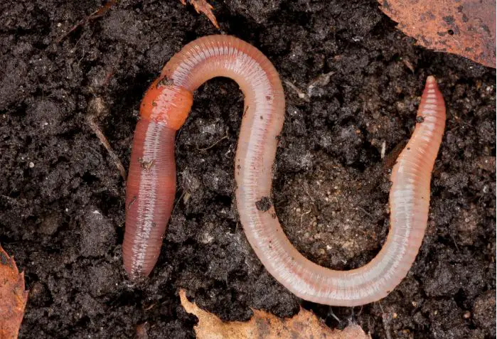 Common Earthworm