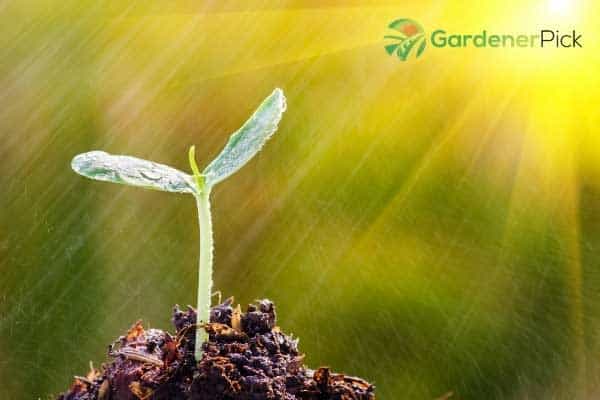 Sod Vs Seed Vs Hydroseed