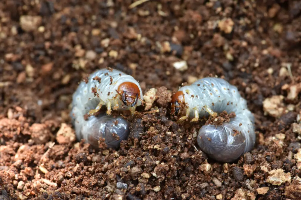 do grub worms turn into june bugs
