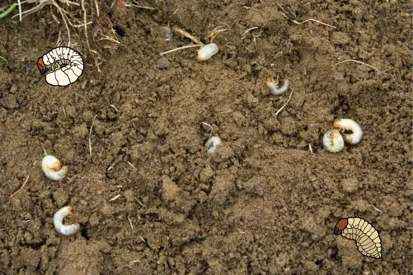 do grub worms turn into june bugs