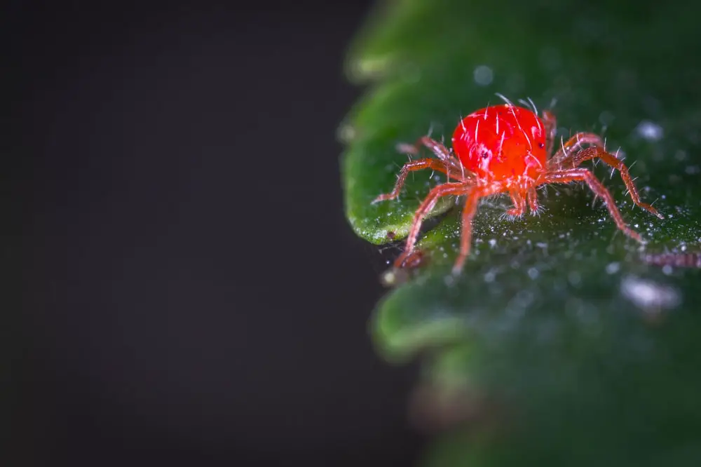 Does Sevin Kill Spider Mites?