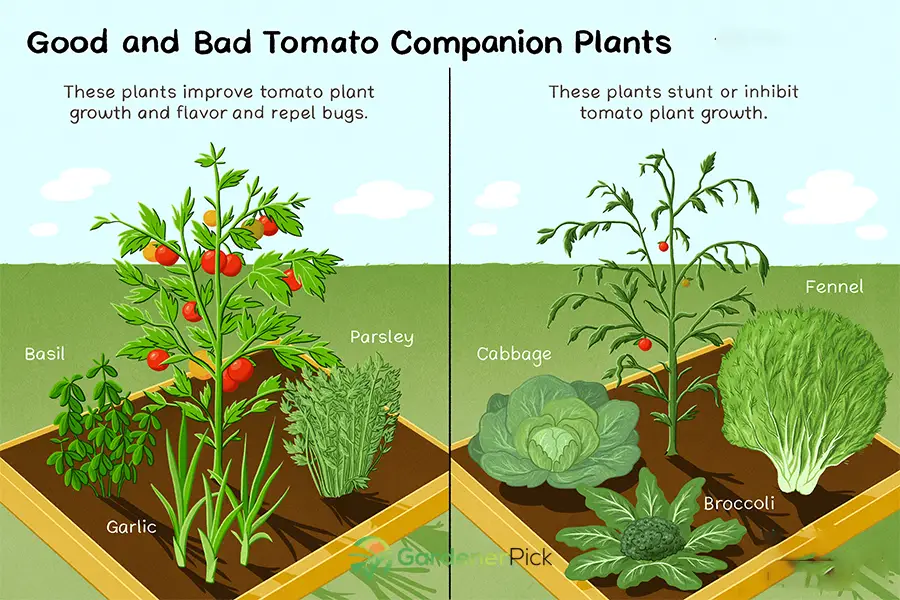 Basil and marigold companion planted with tomato plants for natural pest control