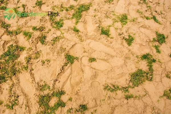 grass seed for sandy soil