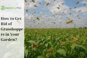 Effective Natural Grasshopper Control for American Home Gardens