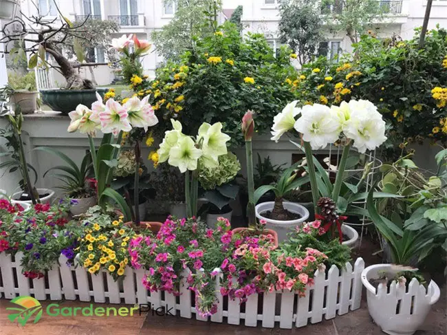 watering orchid indoors – how often should you water an orchid