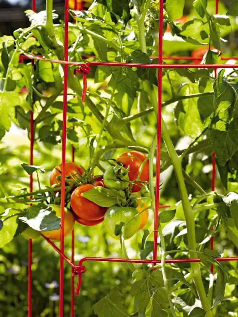 how to use a tomato cage in a container