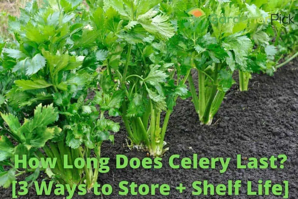 How Long Does Celery Last?