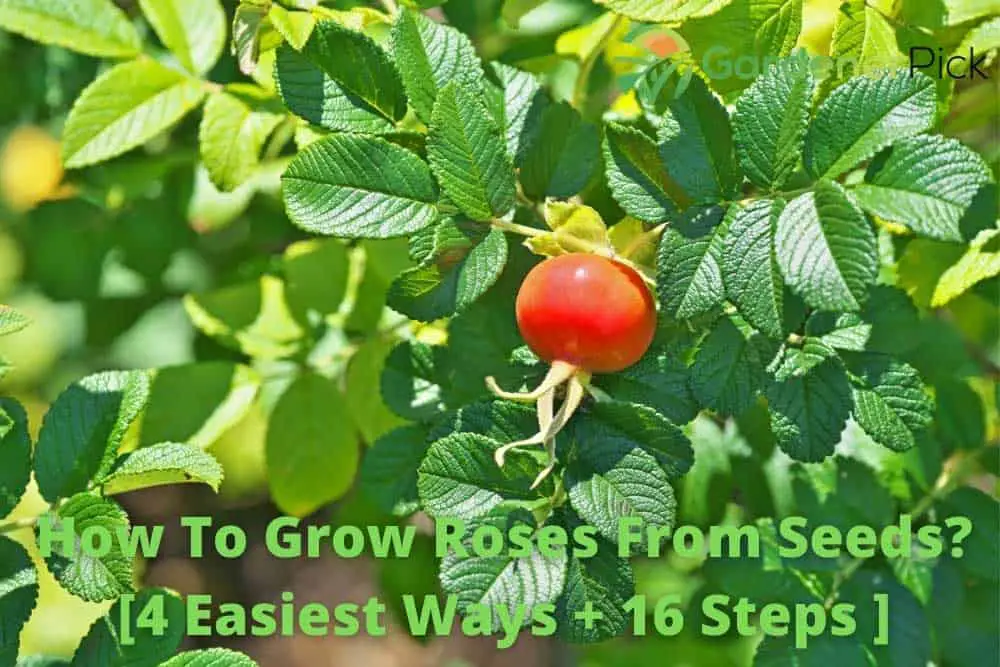 How To Grow Roses From Seeds?