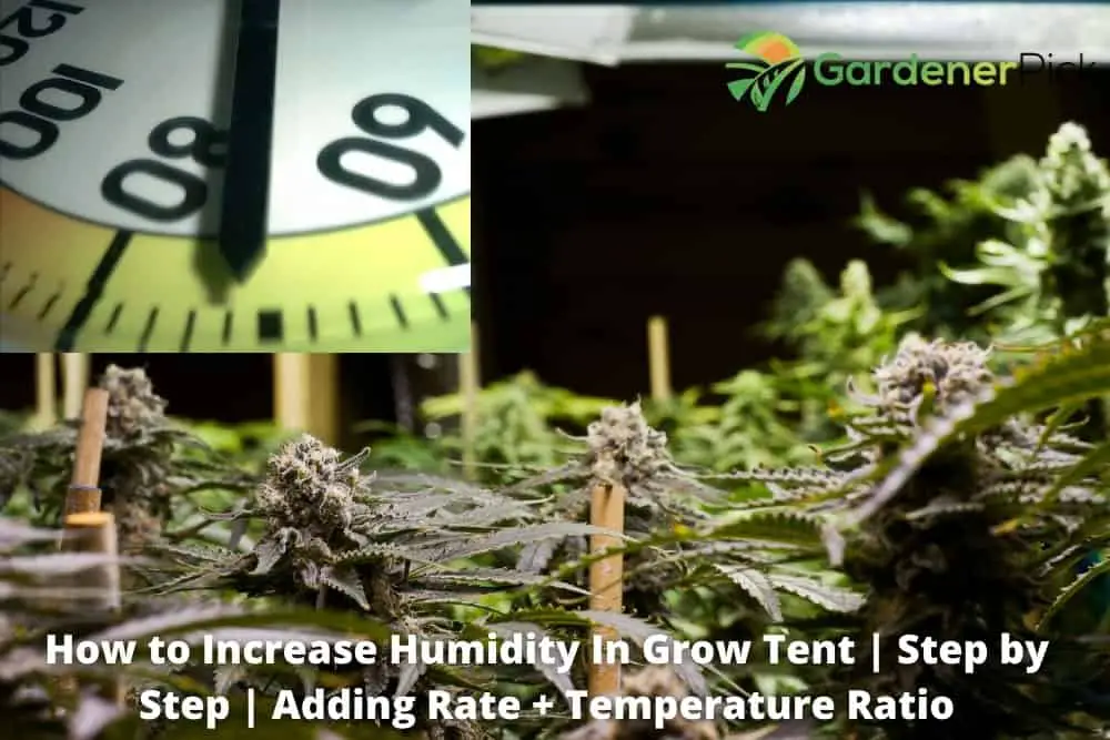 13 Ways To Increase Humidity In Grow Tent
