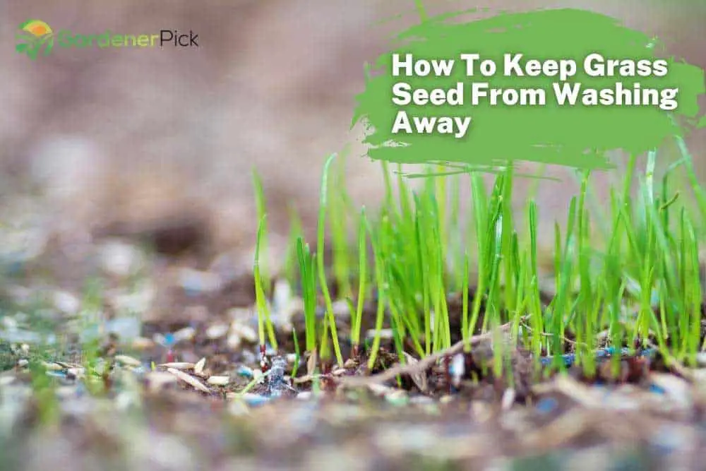 How To Keep Grass Seed From Washing Away