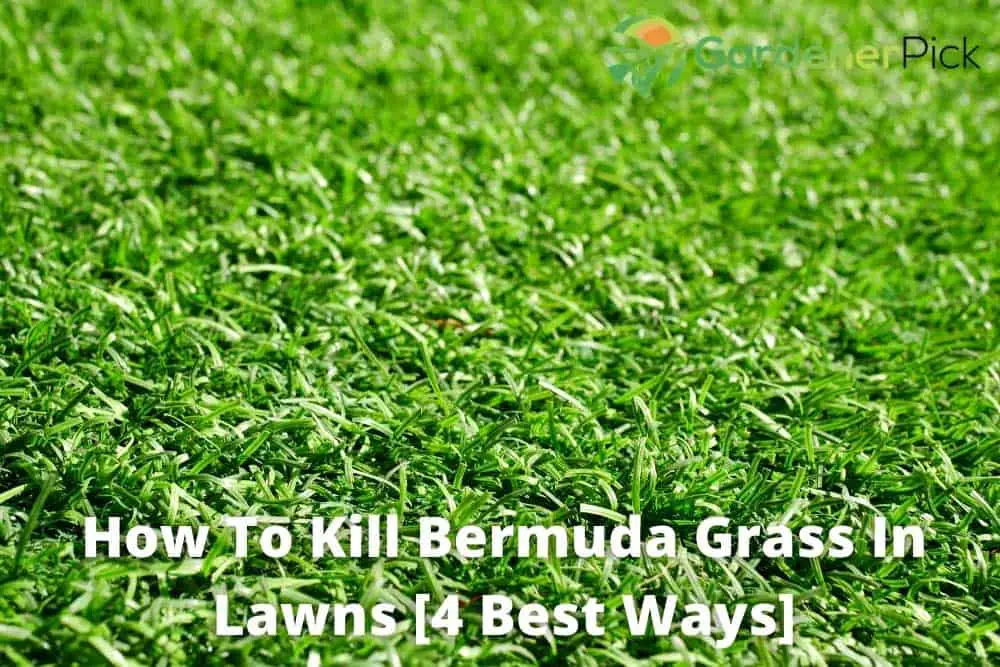 How To Kill Bermuda Grass In Lawns