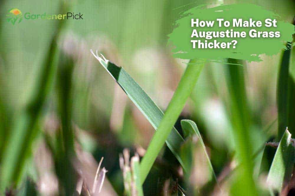 How To Make St Augustine Grass Thicker?