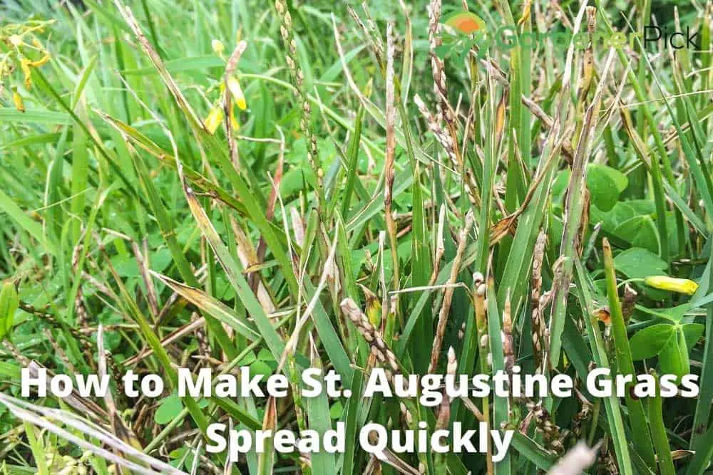 How to Make St. Augustine Grass Spread Quickly