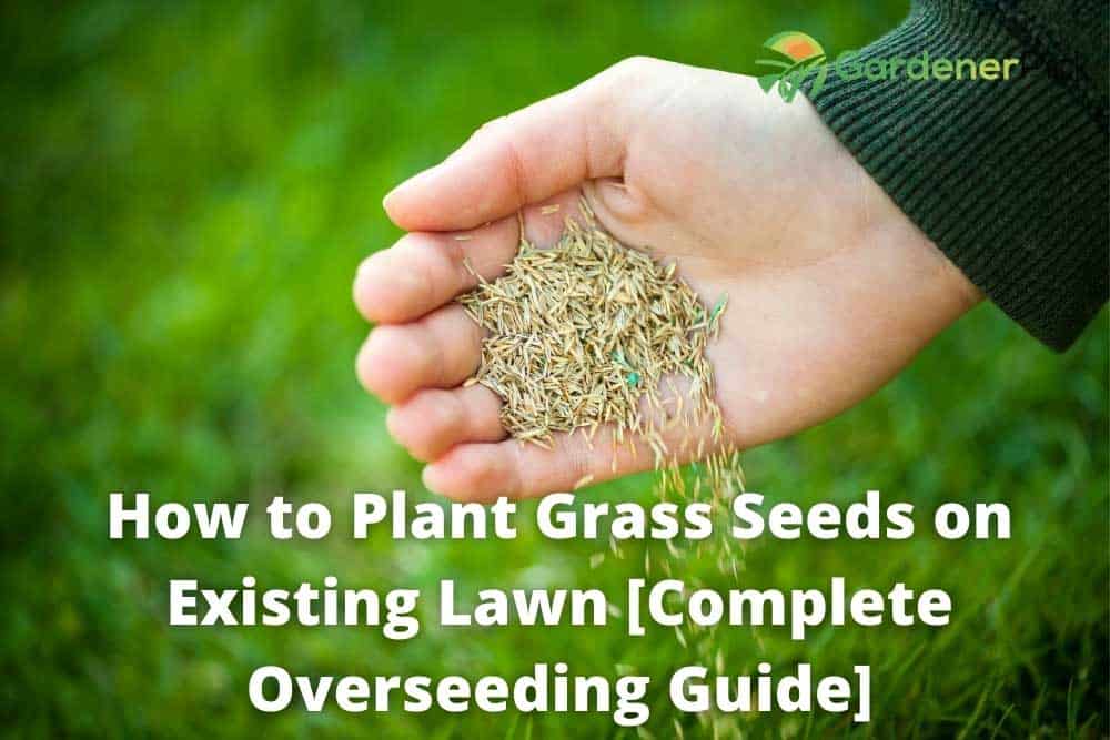 how to plant grass seeds on existing lawn