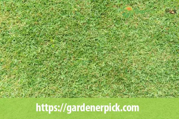 How to Revive St. Augustine Grass
