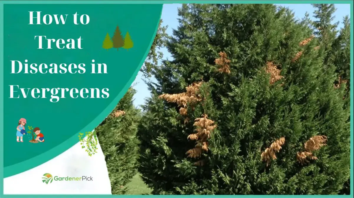 How to Treat Diseases in Evergreens