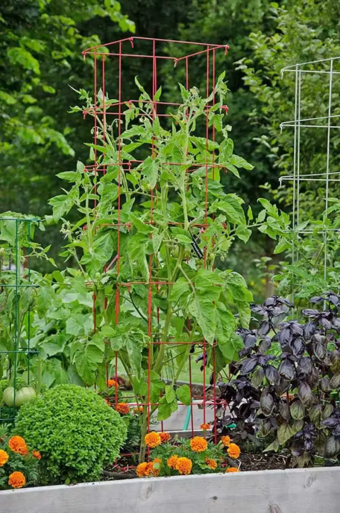 how to use a tomato cage in a container