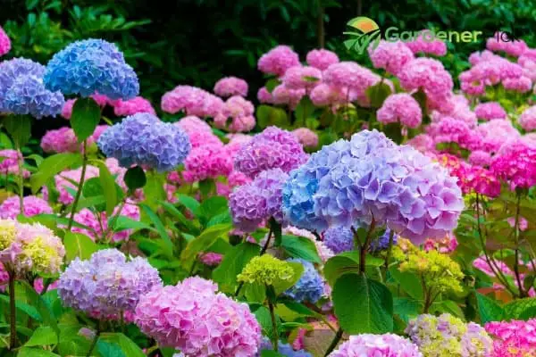 hydrangea seeds
